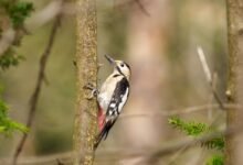 analyze call pattern details