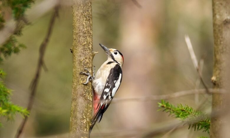 analyze call pattern details